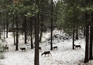 Deluxe Black Butte Ranch Home. Perfect for a special family time or winter fun!