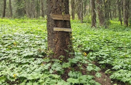 Mazama Apartment | Cozy Mazama Studio on 5 Acres-Trail Access & Views