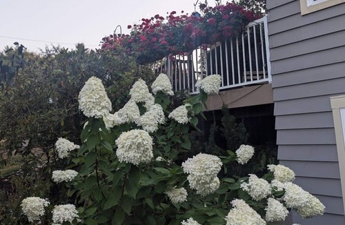 Felida Apartment | Felida's Garden Haven, a cozy 2-bedroom unit ideal for short-medium-long tenants