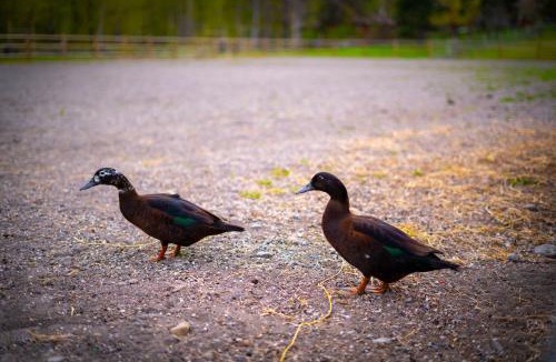 The Dalles Other | Luxury Duck Pond Glamping Hot Tub, Alpacas, Stars