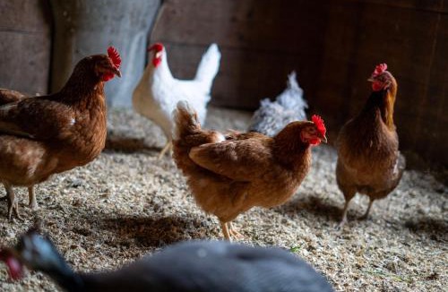 The Dalles Other | Luxury Duck Pond Glamping Hot Tub, Alpacas, Stars