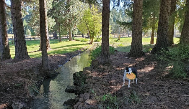 Mt Adams Trout Lake 3B2Ba Fenced and Gated 2+ acres quiet scenic. Dog friendly.