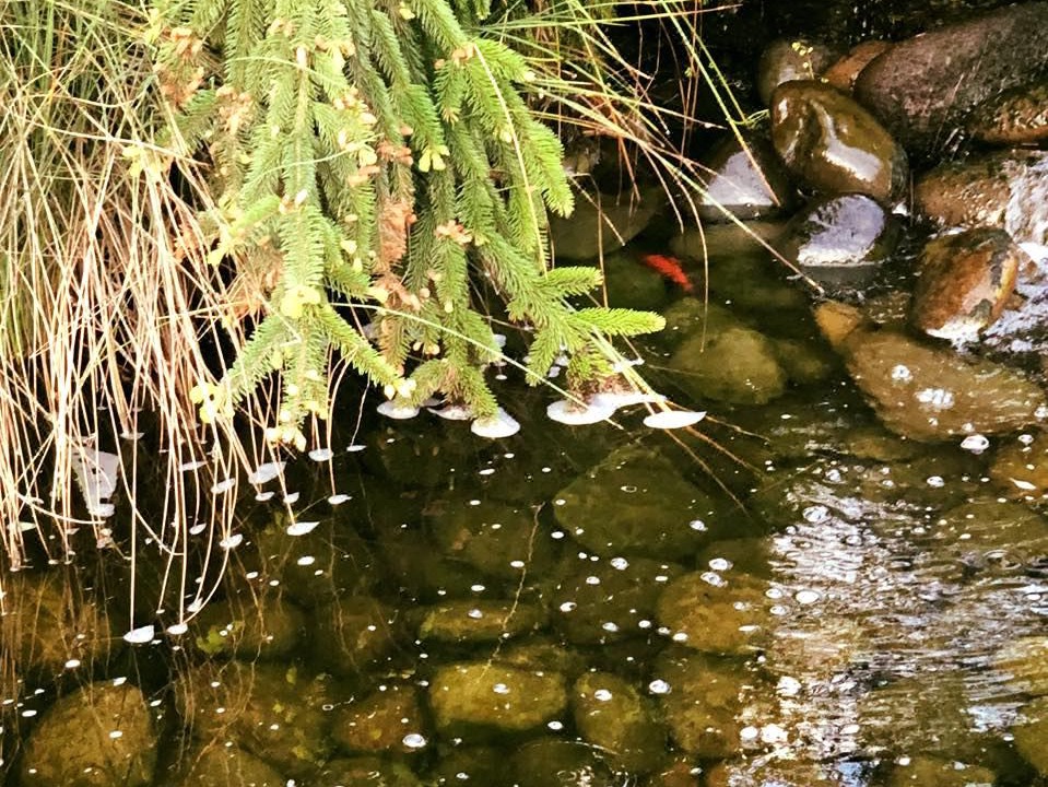 Photo of Others in Shady Cove