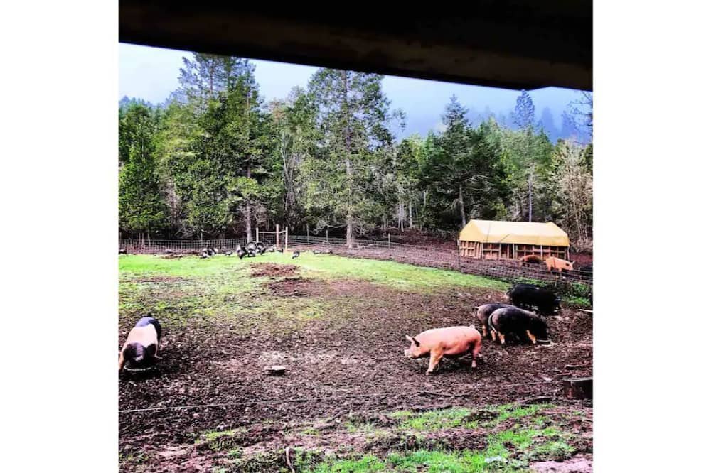 Photo of Outdoor in Days Creek