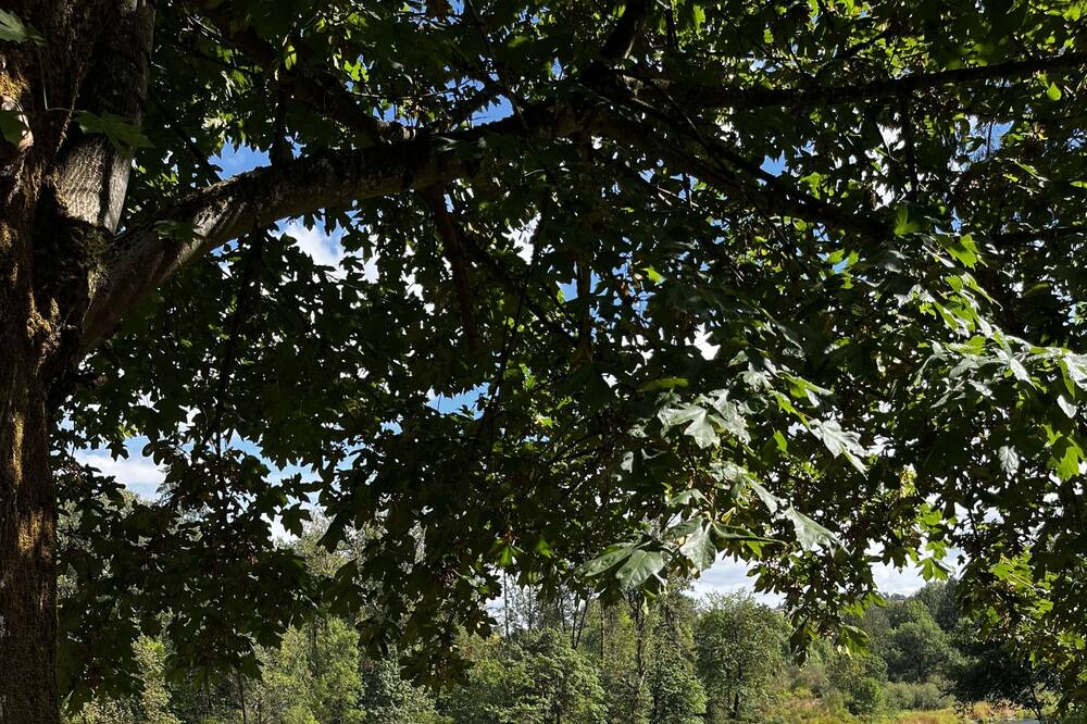 Photo of Outdoor in Woodland
