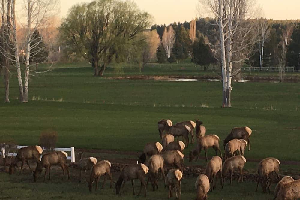 Photo of Others in Munds Park