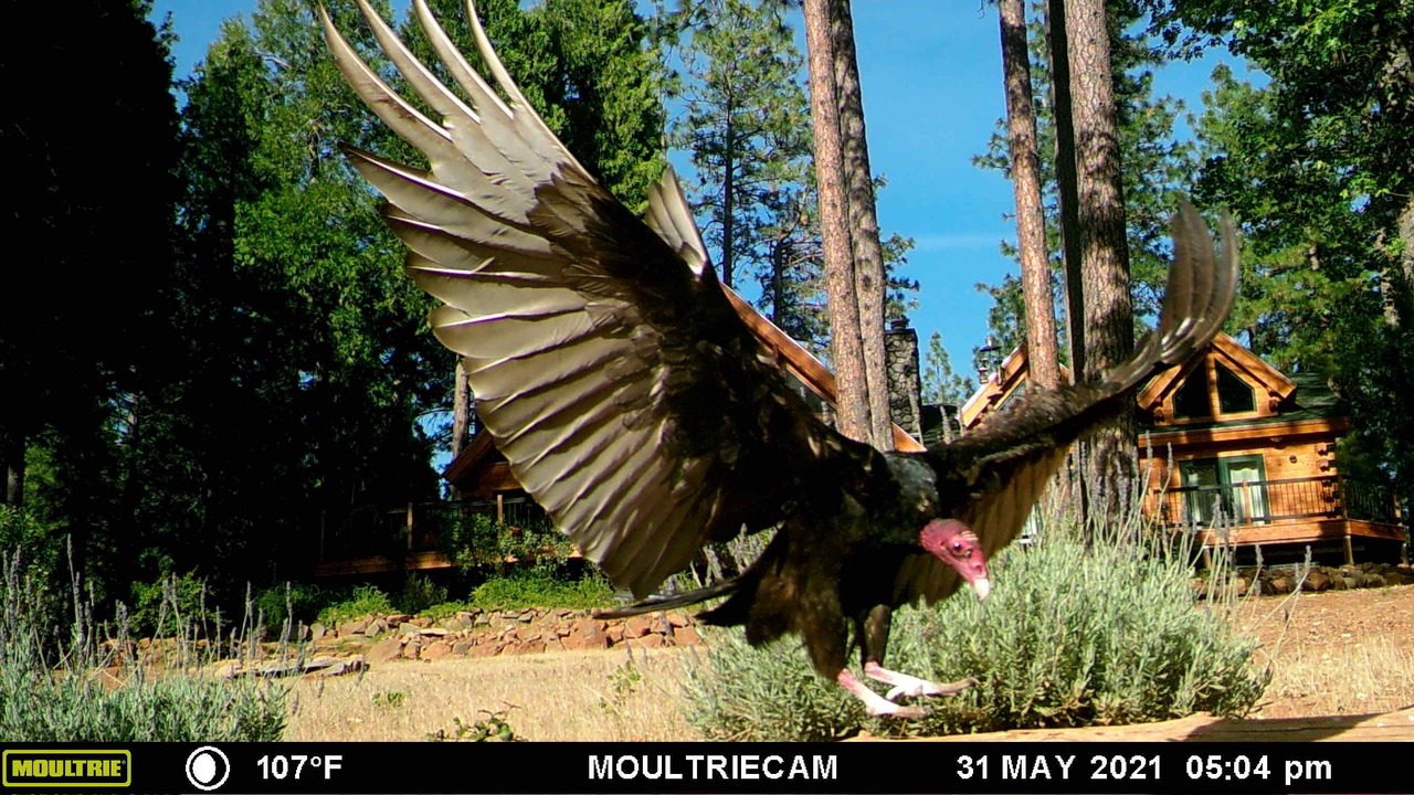 Photo of Outdoor in Forest Ranch