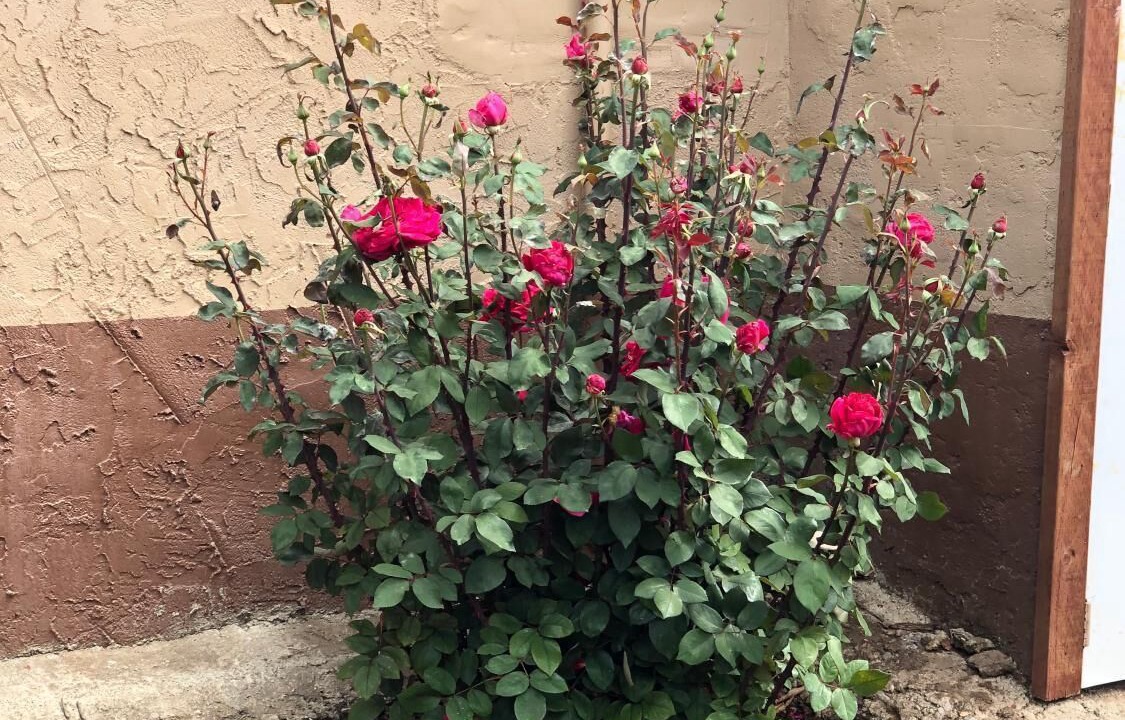 Photo of Outdoor in Chico