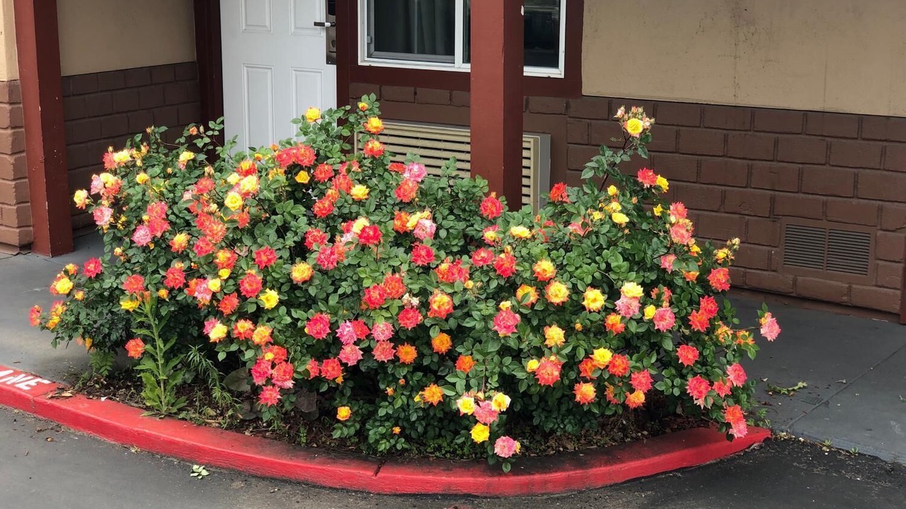 Photo of Outdoor in Chico