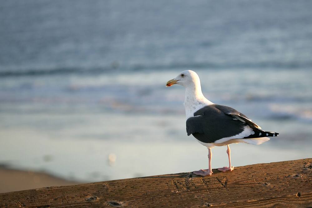 Photo of Others in West Newport