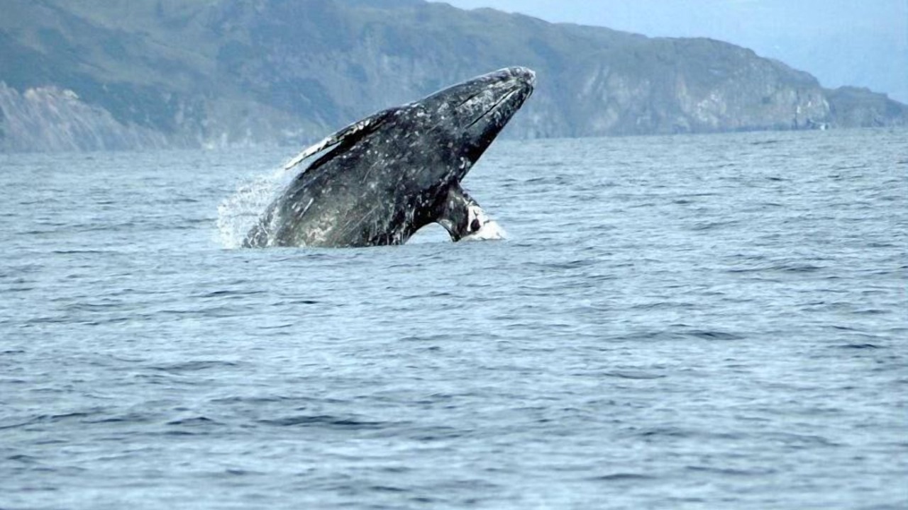 Photo of Others in Shelter Cove