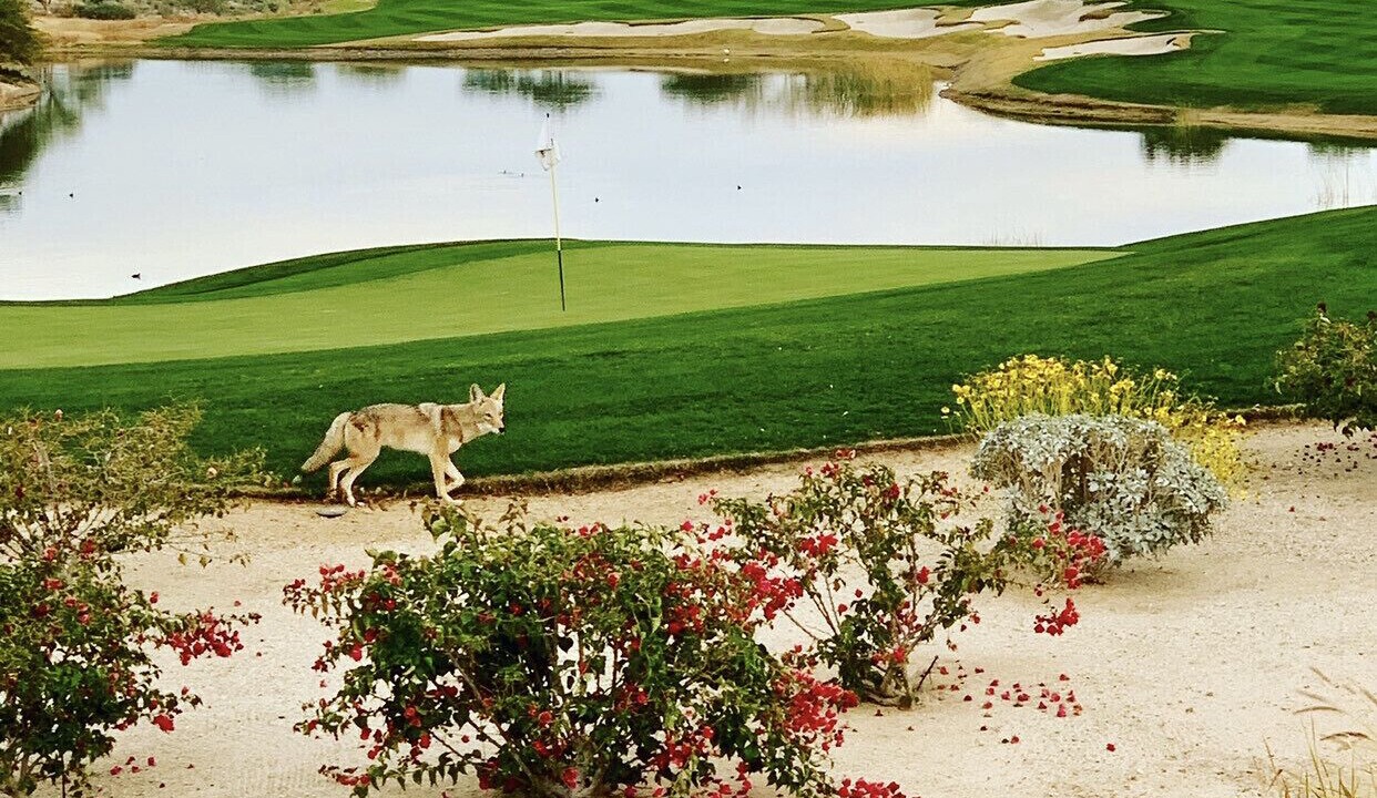 Photo of Others in Borrego Springs