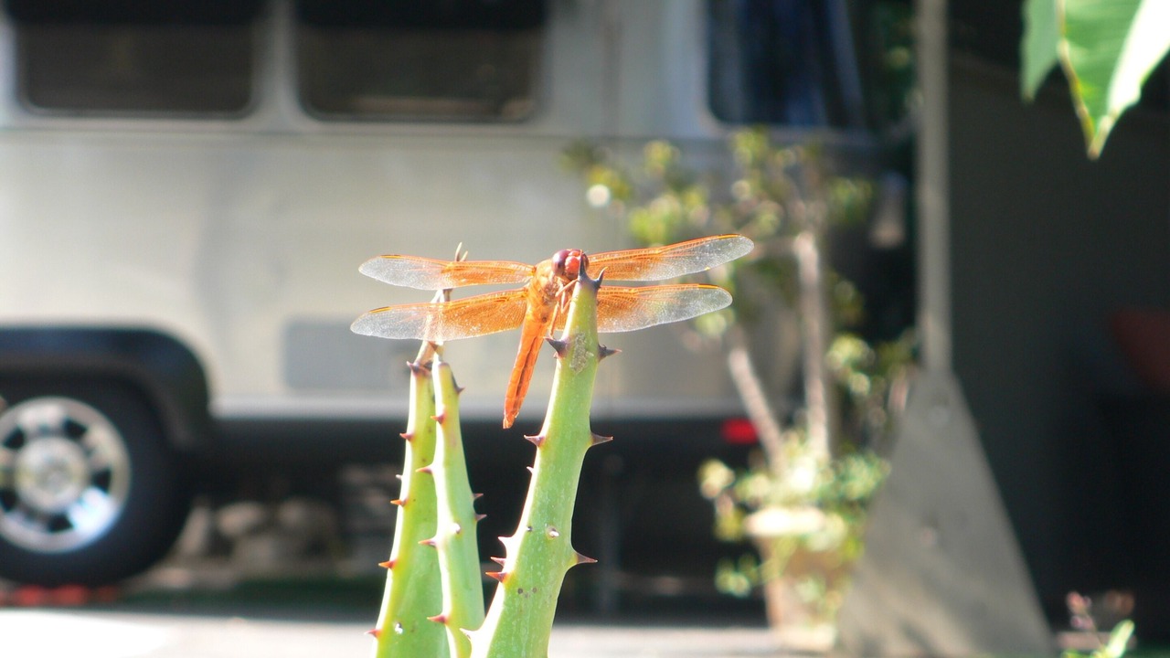 Photo of Outdoor in Altadena