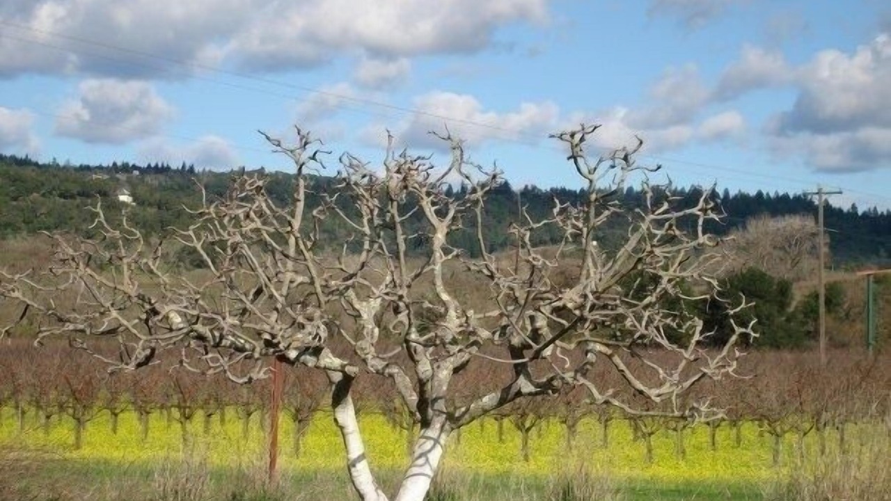 Photo of Outdoor in St. Helena