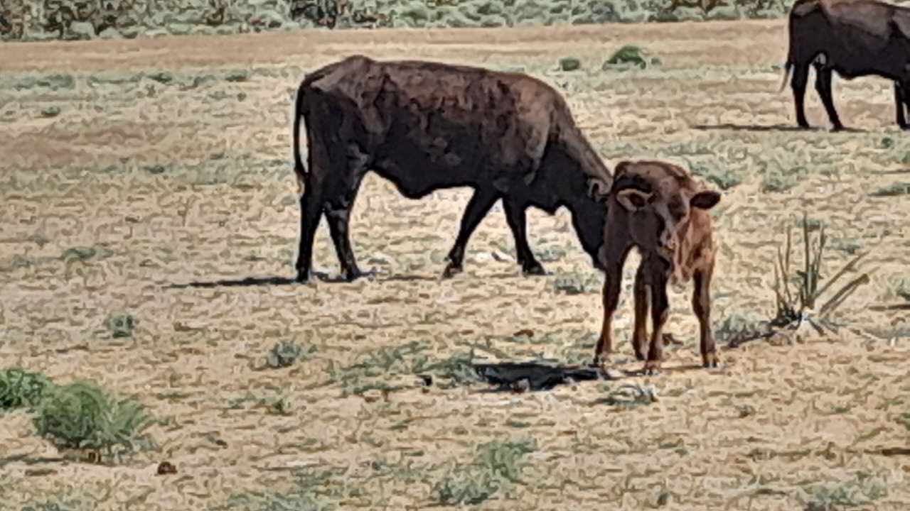 Photo of Others in Dolan Springs