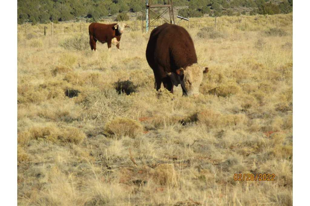 Photo of Others in Cane Beds
