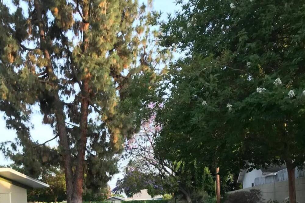 Photo of Others in East Pasadena