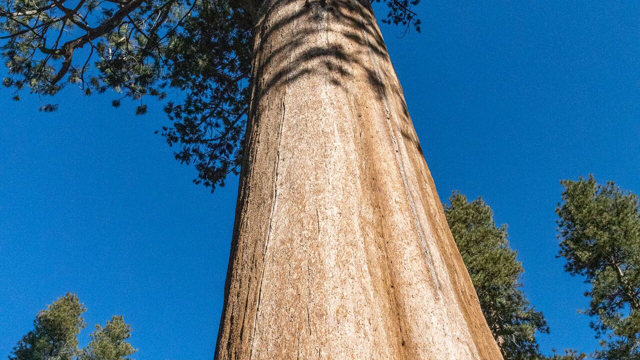 Photo of Others in Visalia