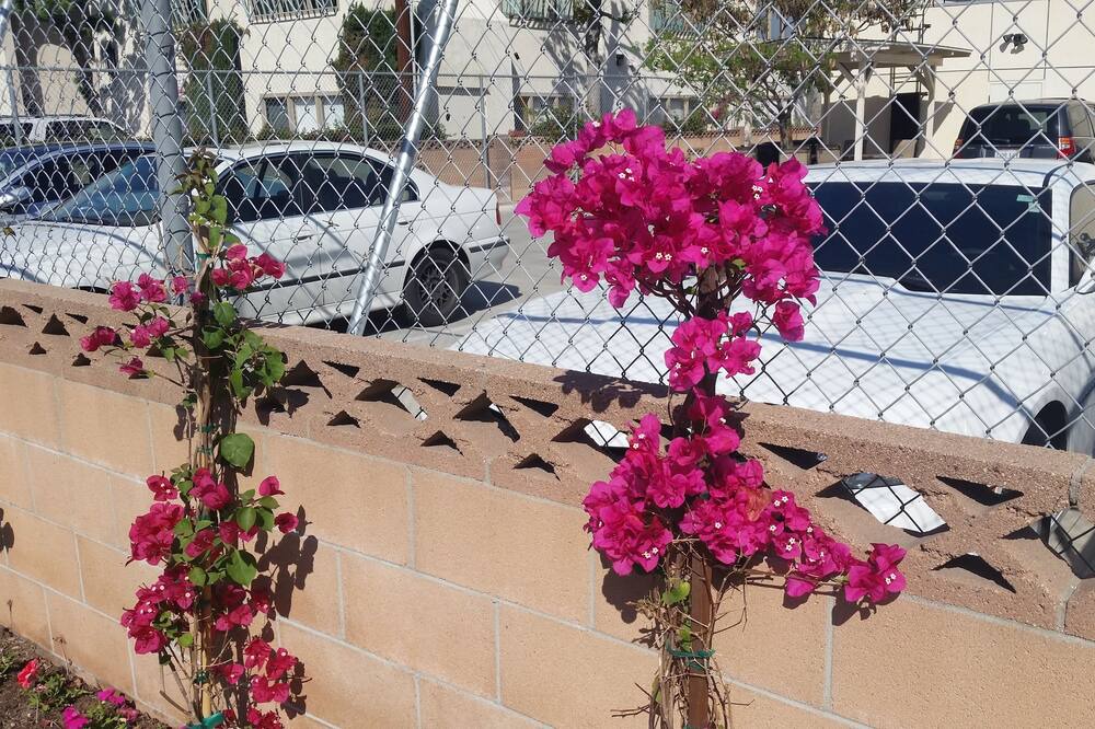 Photo of Outdoor in Northwest Anaheim
