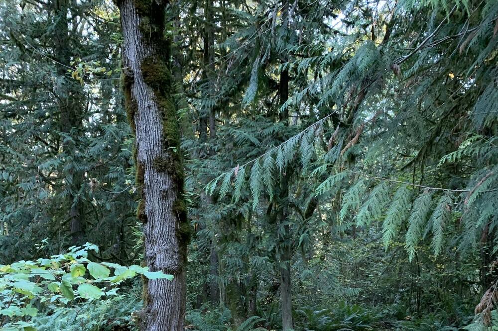 Photo of Outdoor in Woodland