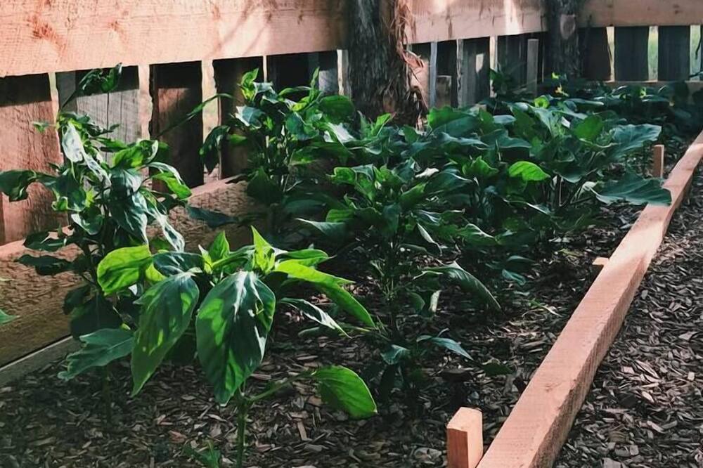 Photo of Others in Cane Beds