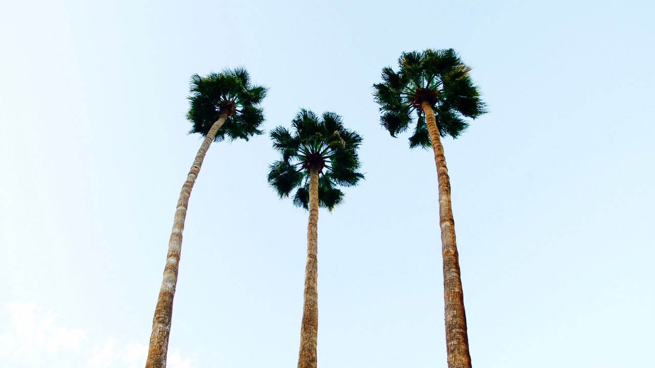 Photo of Others in Tahquitz River Estates
