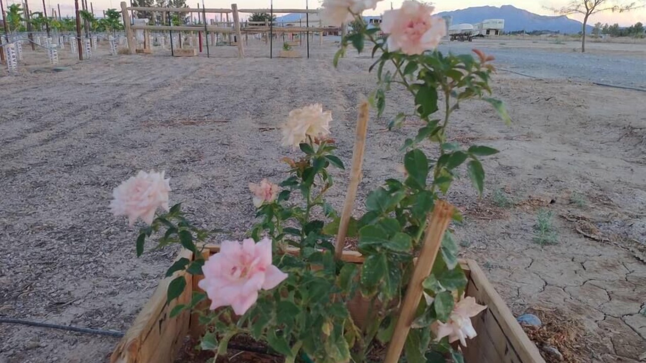 Photo of Outdoor in Pahrump