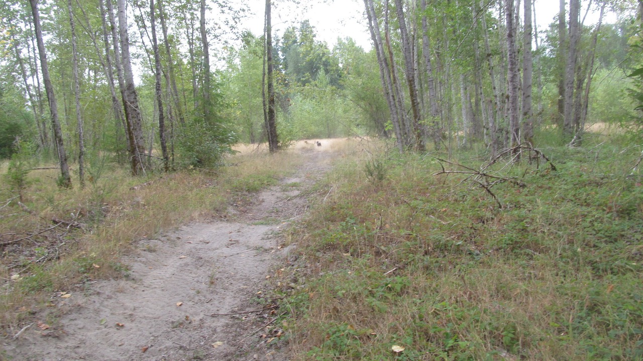 Photo of Outdoor in Toutle