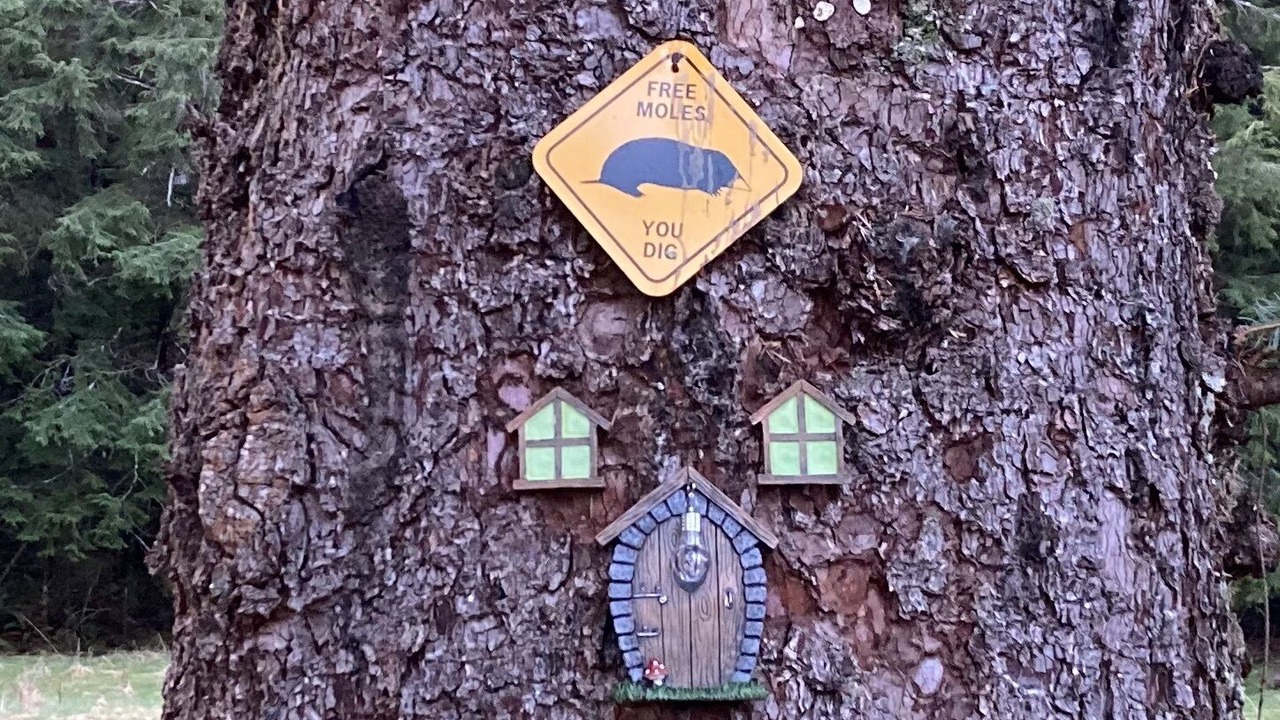 Photo of Outdoor in Forks