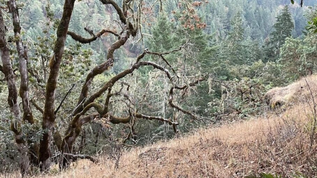 Photo of Others in Umpqua