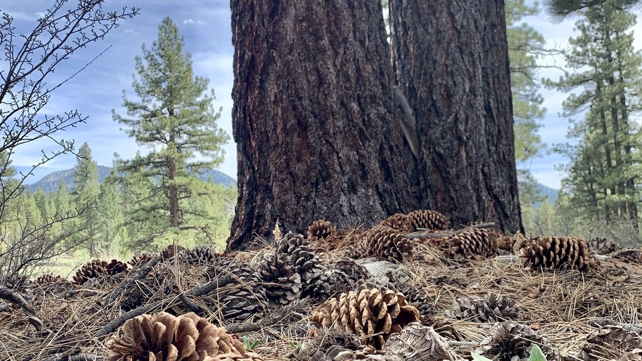 Photo of Others in Pioneer Trail