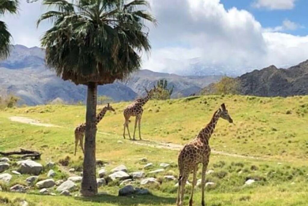 Photo of Others in Cathedral City