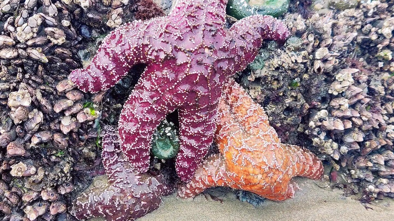 Photo of Others in Yachats