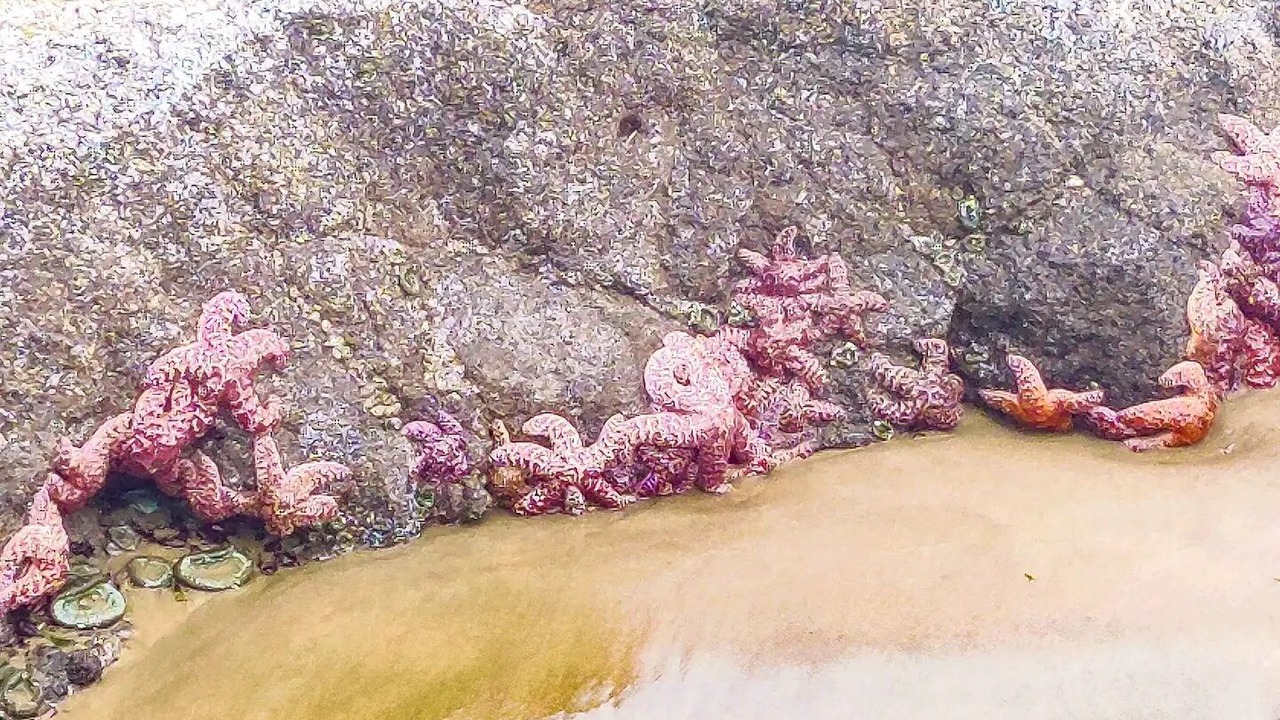 Photo of Others in Yachats