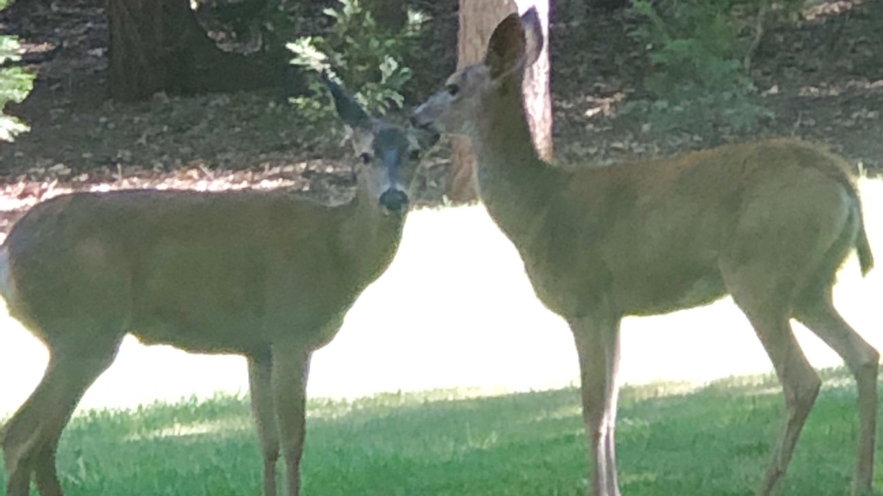 Photo of Outdoor in Julian