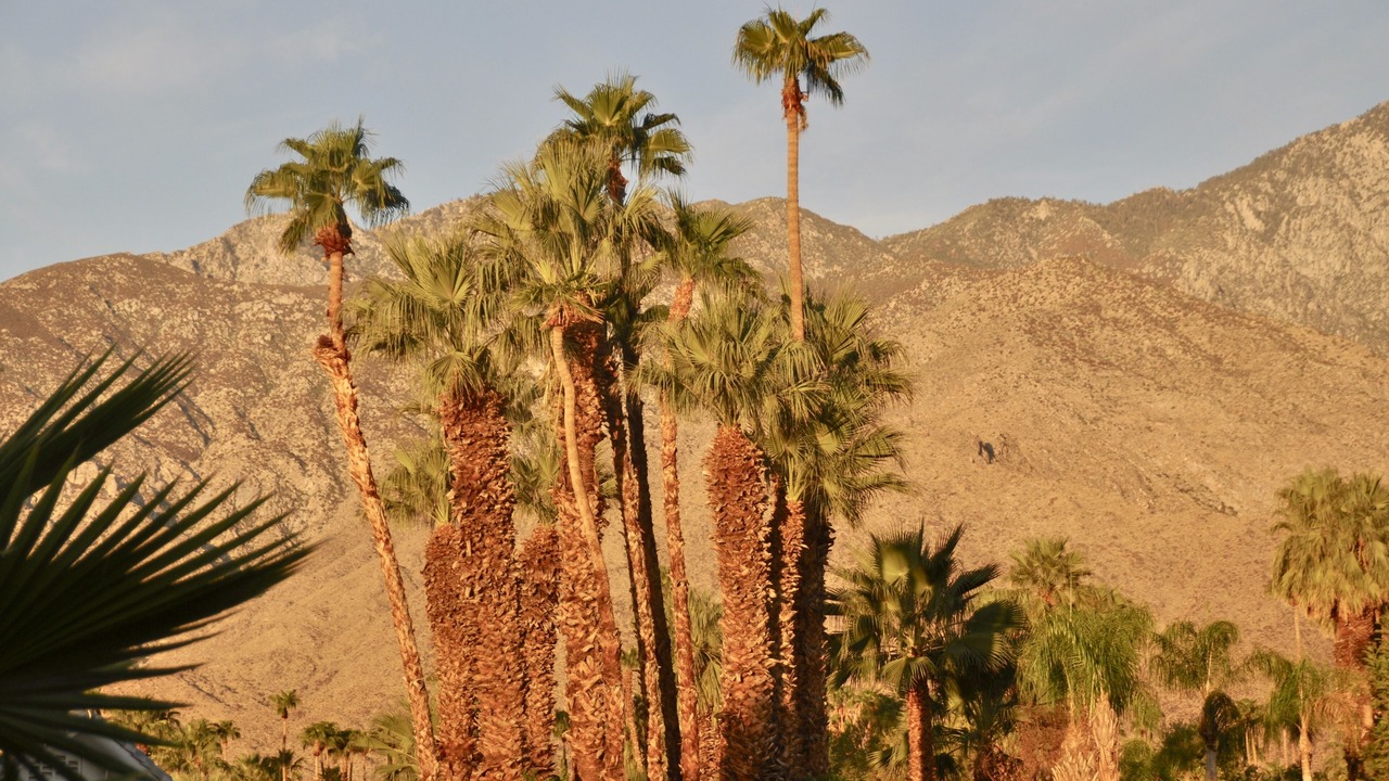 Photo of Others in Palm Springs