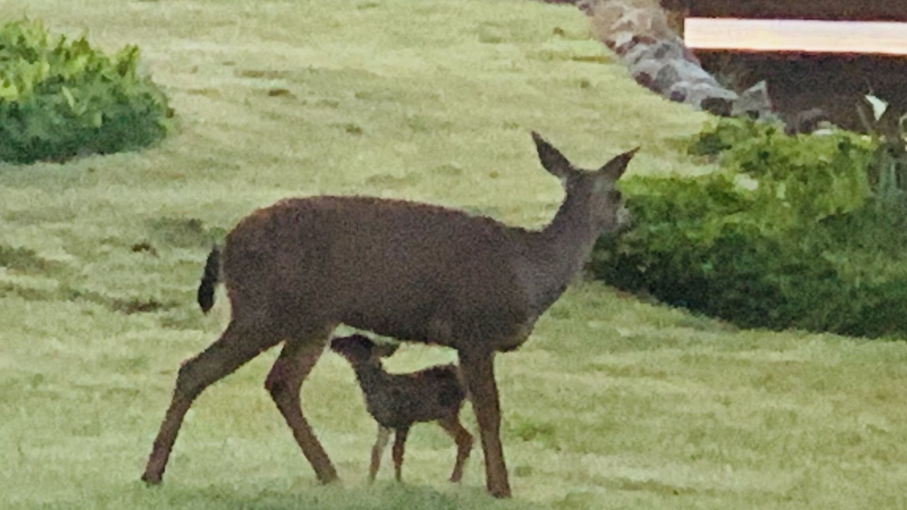 Photo of Others in Lake Goodwin