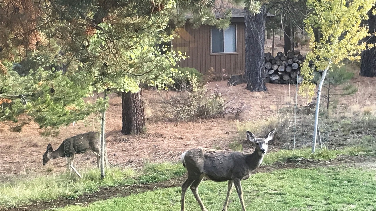 Photo of Others in Sunriver