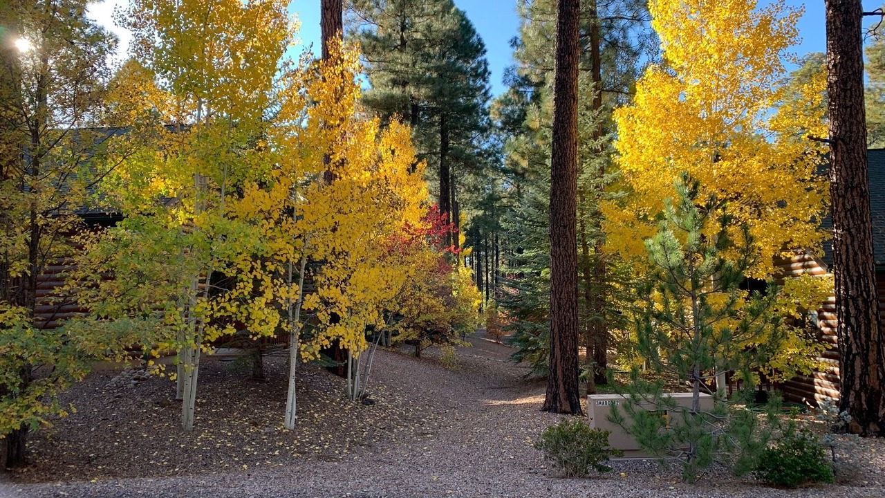 Photo of Others in Pinetop