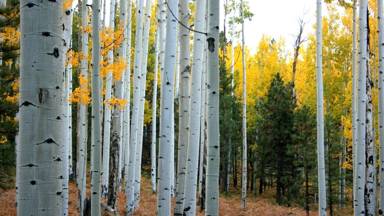 Photo of Others in Kachina Village