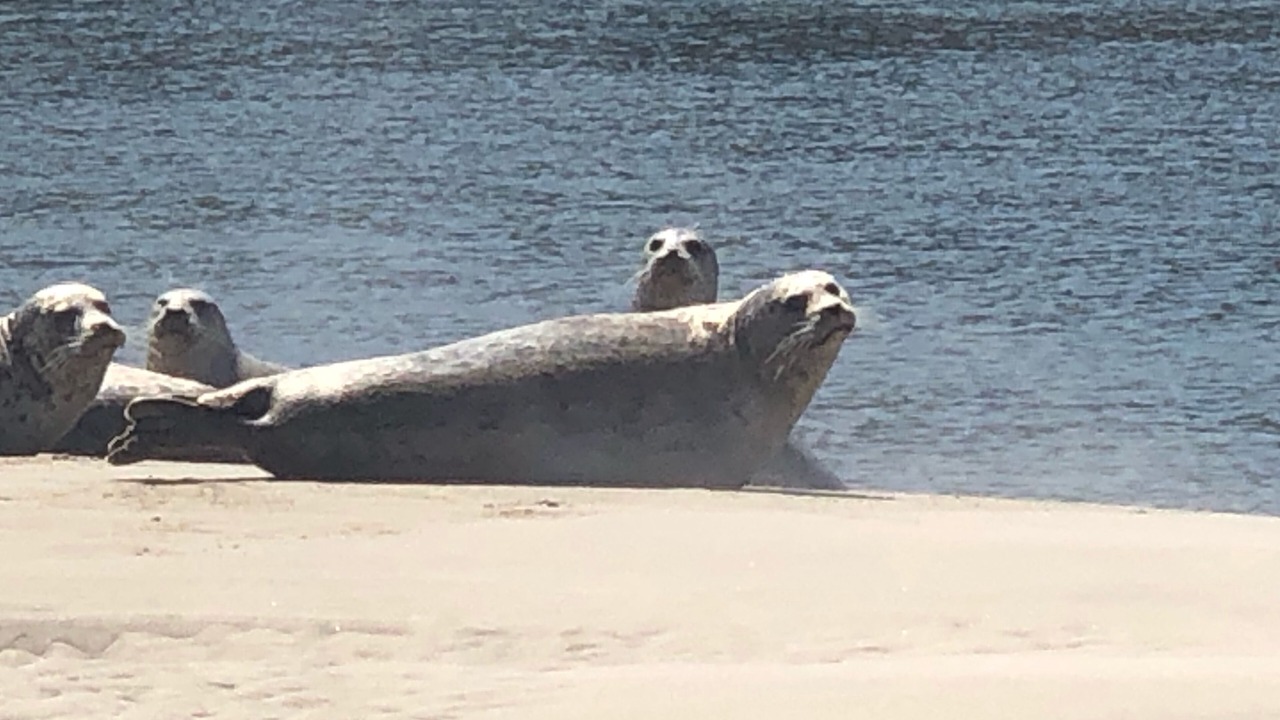 Photo of Others in Bayshore