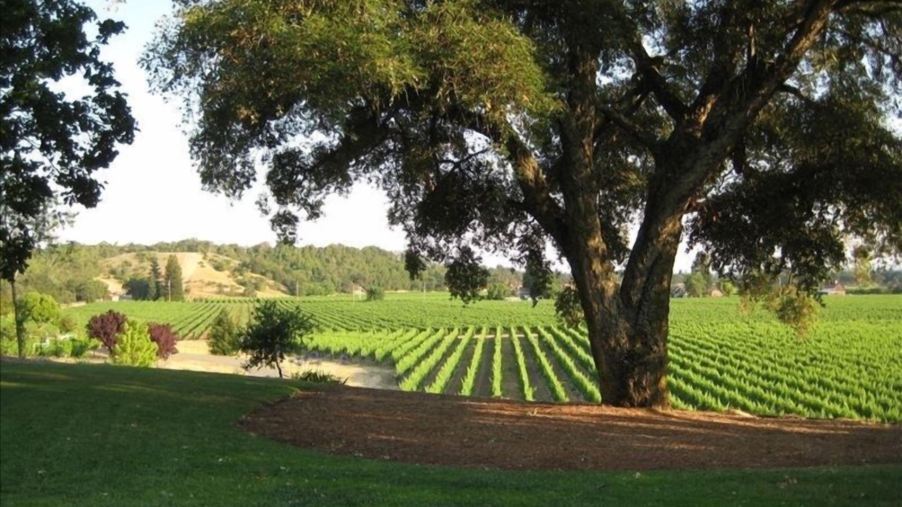 Photo of Others in Healdsburg