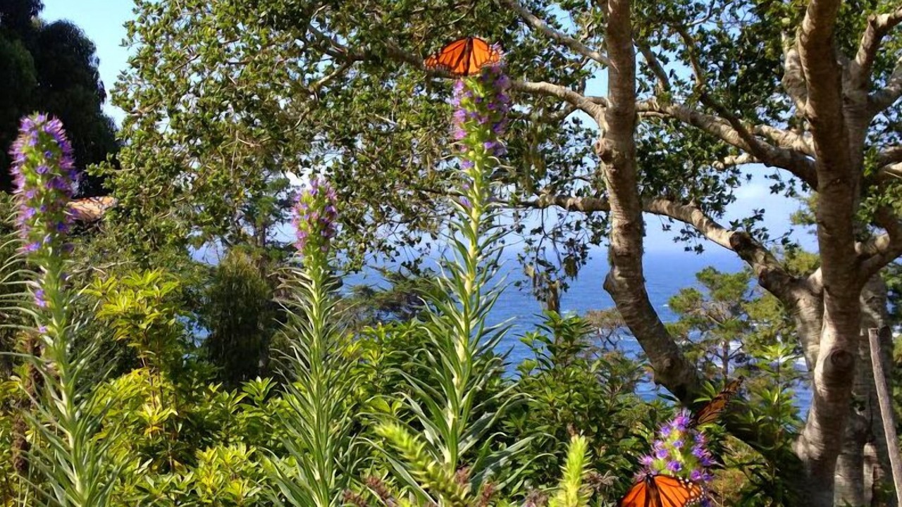 Photo of Others in Carmel Highlands