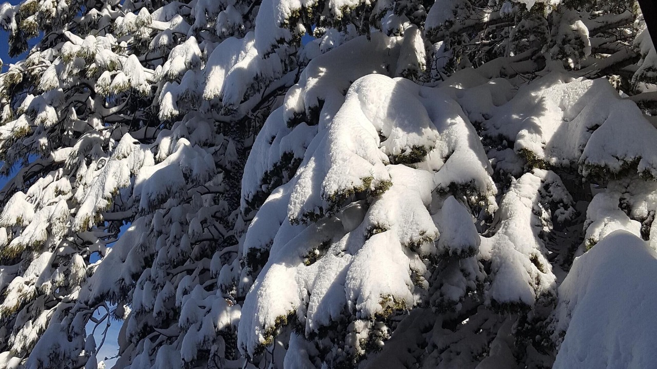 Photo of Others in Truckee