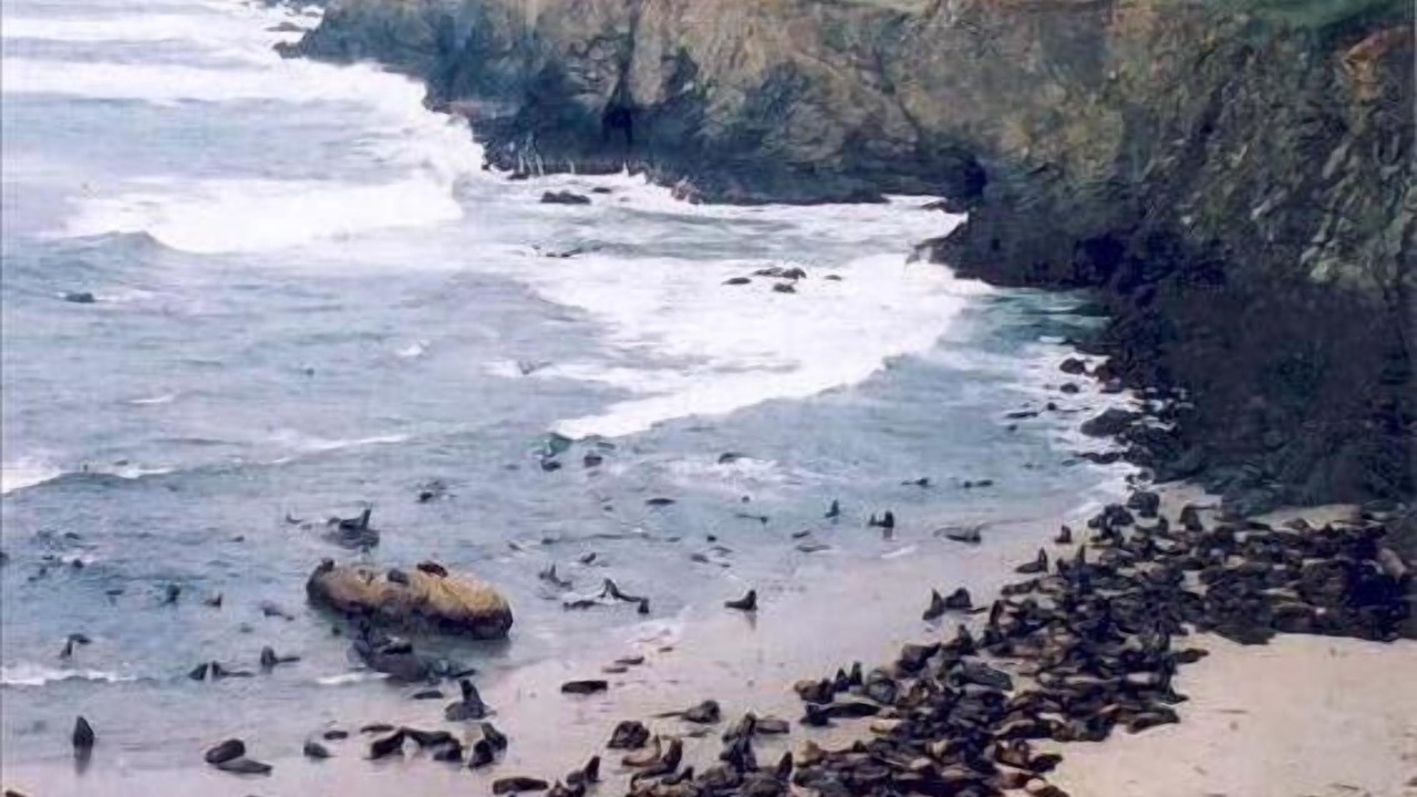 Photo of Others in Gualala