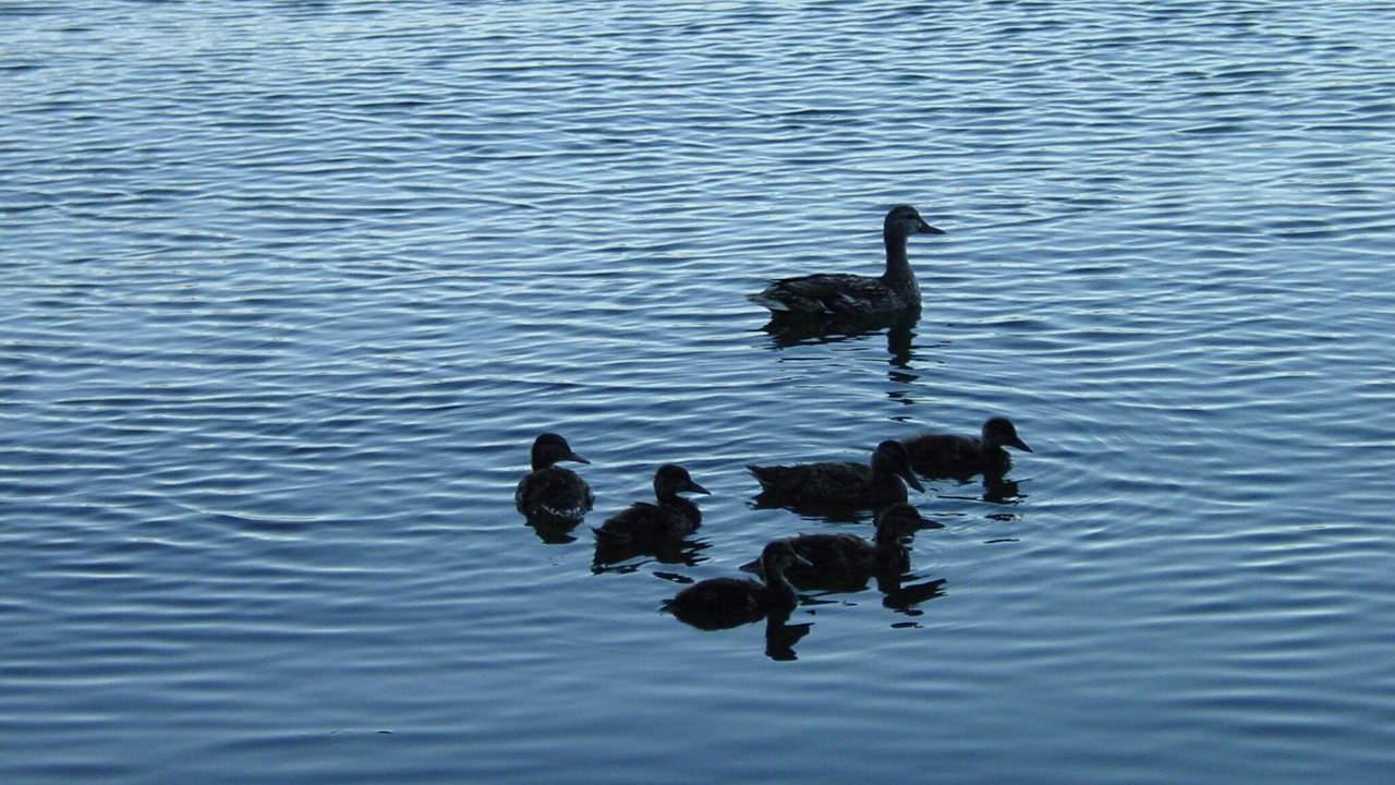 Photo of Outdoor in Clear Lake