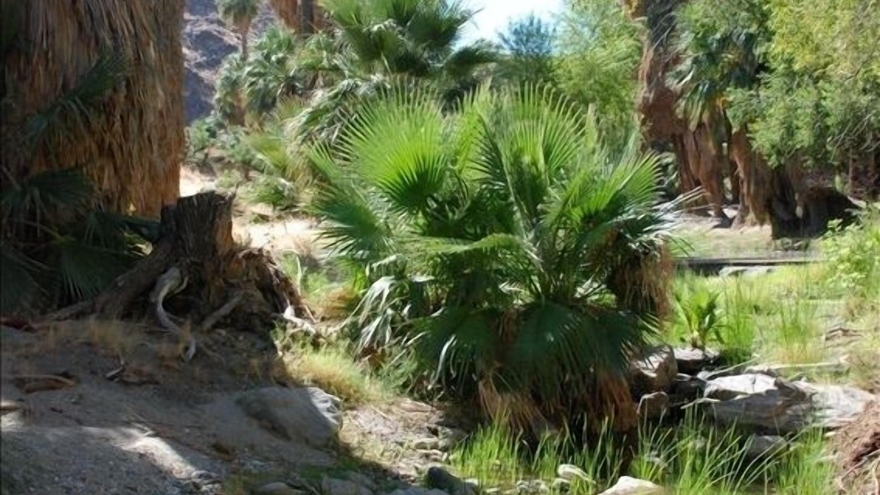 Photo of Others in Twin Palms