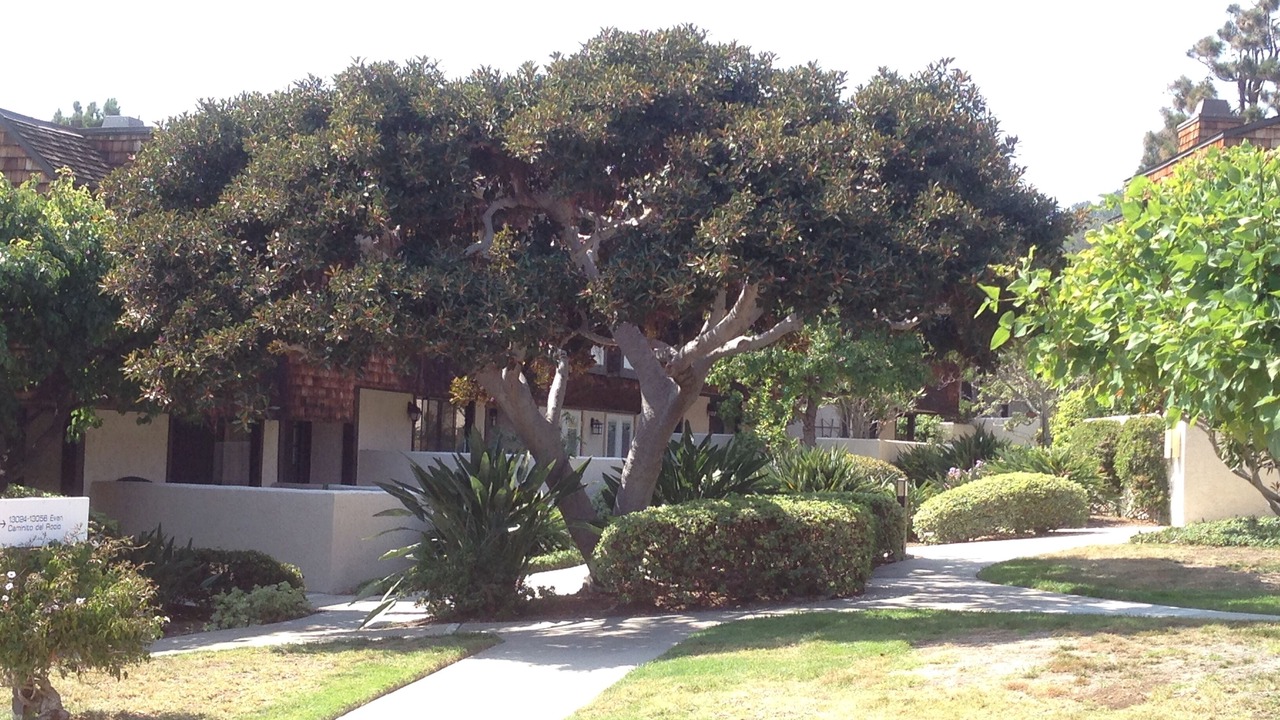 Photo of Others in Del Mar Heights