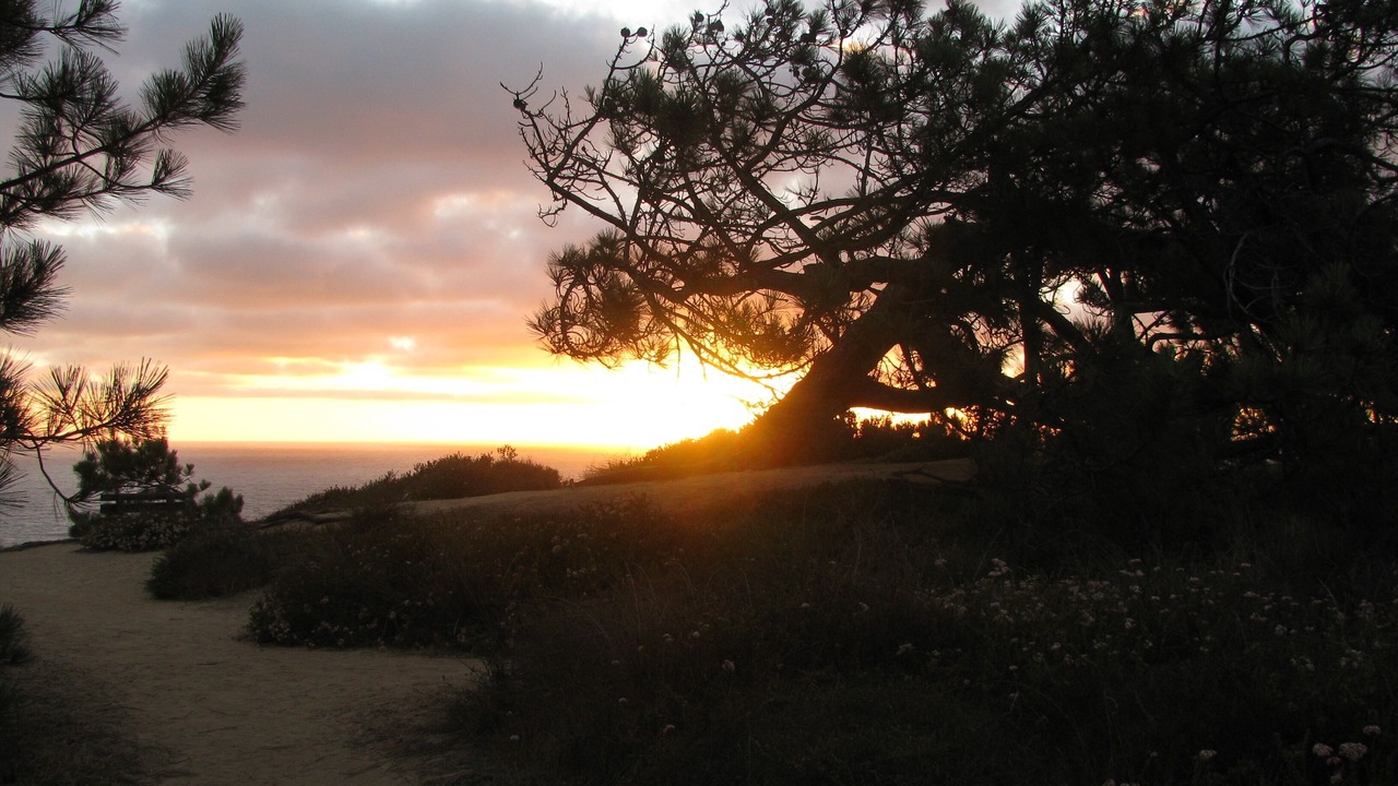Photo of Others in Del Mar Heights