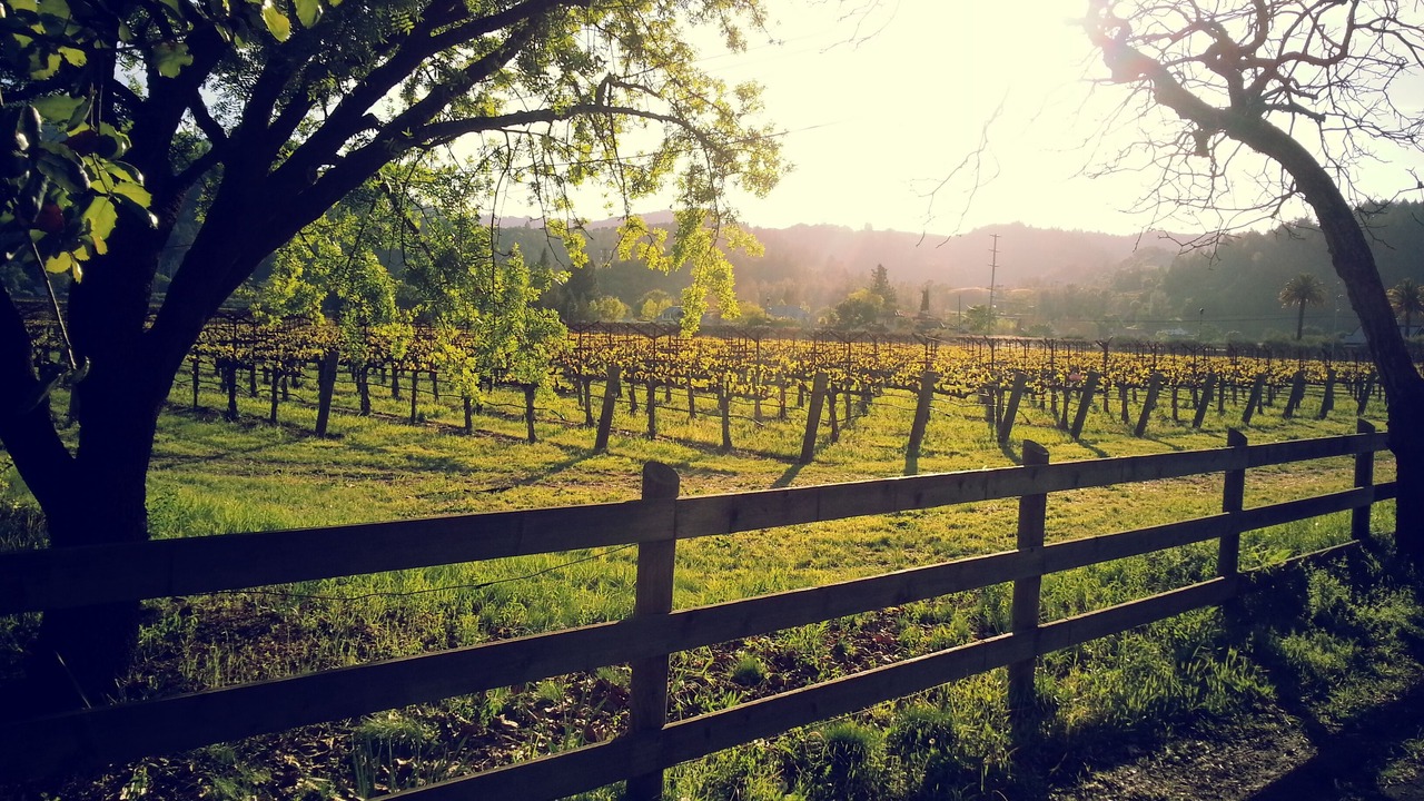 Photo of Others in St. Helena